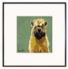 Wheaten Terrier Framed Print