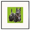 Scottish Terrier Framed Print