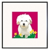 Coton De Tulear Art