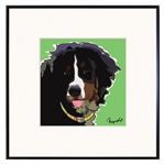 Bernese Mountain Dog Framed Print