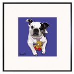 Boston Terrier Framed Print