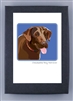 Chesapeake Bay retriever