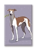 Italian Greyhound