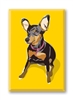 Minature Pinscher