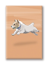 Jack Russell Terrier