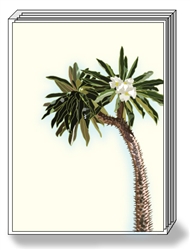 Madagascar Palm Note Cards
