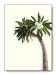 Madagascar Palm Tree Card